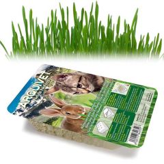 Katzengras Schale Arquivet
